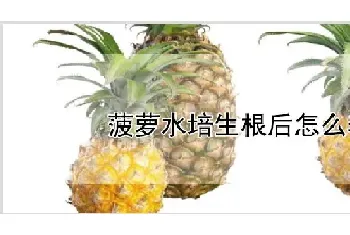 菠萝水培生根后怎么养