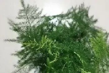 多年生植物有哪些?多年生植物大全