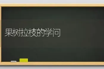 果树拉枝的学问