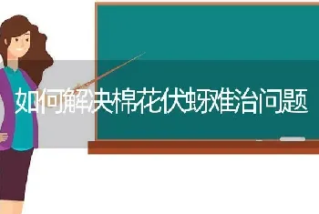 如何解决棉花伏蚜难治问题