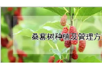 桑葚树种植及管理方法