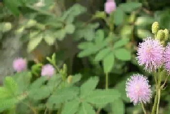 含羞草的花语和寓意,植物含羞草开花的象征意义?