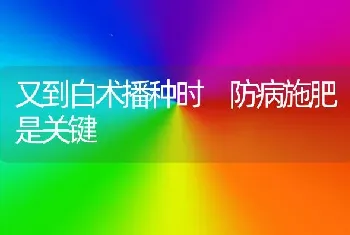 又到白术播种时 防病施肥是关键