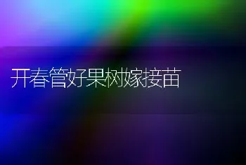 开春管好果树嫁接苗