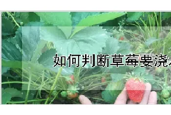 如何判断草莓要浇水