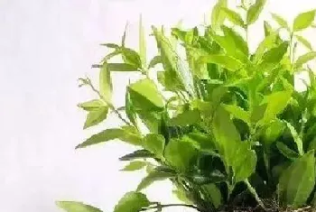 翡翠钻石是爬藤植物吗?