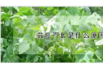 芸豆不长是什么原因