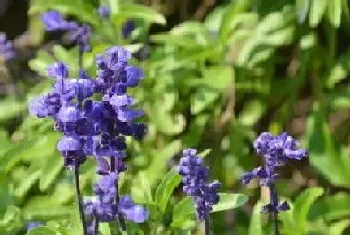 鼠尾草什么时候开花,一年开几次花?