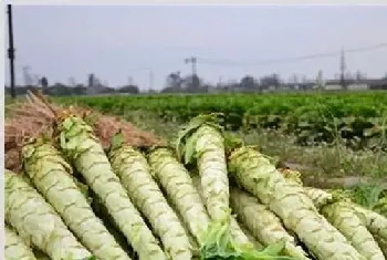 莴笋种植注意事项