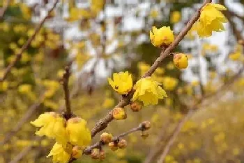 腊梅花几月份开花,形态特征与植物学史