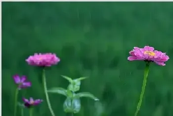 波斯菊种植 波斯菊种植的方法是什么？