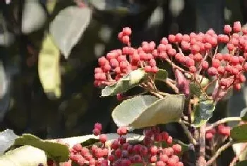 石楠花花期是什么时候?