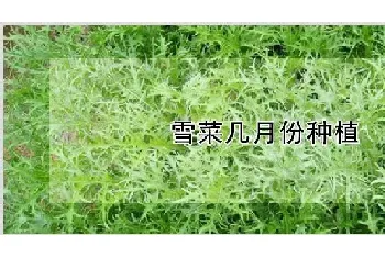 雪菜几月份种植