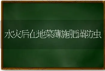 水灾后在地菜薄施肥谨防虫