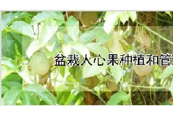 盆栽人心果种植和管理