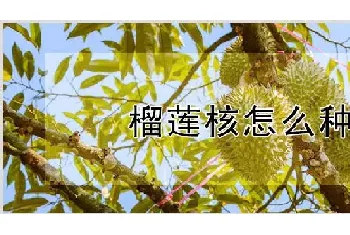 榴莲核怎么种