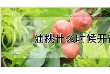 油桃什么时候开花