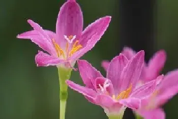 风雨花的花语和寓意?