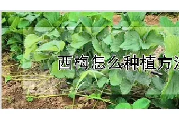 西梅怎么种植方法