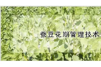 蚕豆花期管理技术