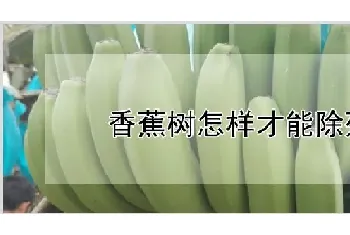 香蕉树怎样才能除死