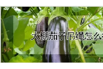 大棚茄子吊绳怎么拴