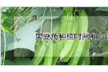 架豆角种植时间和方法