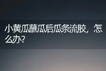 小黄瓜蘸瓜后瓜条流胶,怎么办?