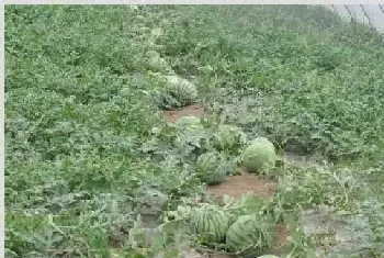 露地西瓜种植管理技术要点