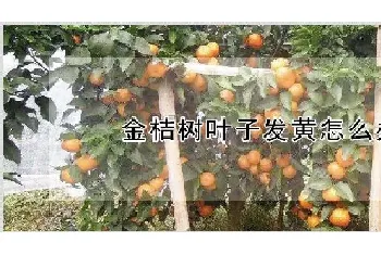 金桔树叶子发黄怎么办