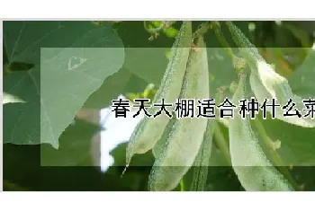 春天大棚适合种什么菜