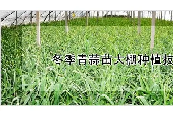 冬季青蒜苗大棚种植技术