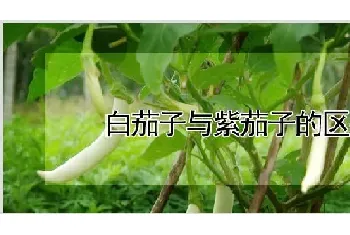 白茄子与紫茄子的区别