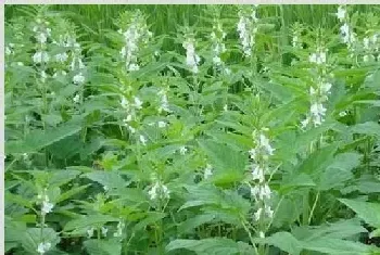 春芝麻种植时间和管理