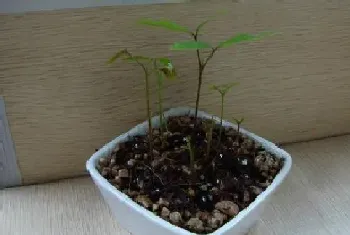 桂圆盆栽种植方法?