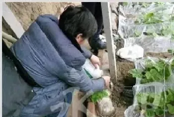 冬季蔬菜药剂灌根方法和注意事项