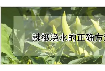 辣椒浇水的正确方法