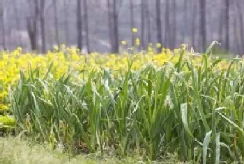 小葱种子怎么种植,种植时间与方法全过程?