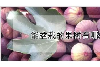 能盆栽的果树有哪些