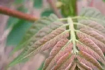 大棚香椿几月份种植合适?