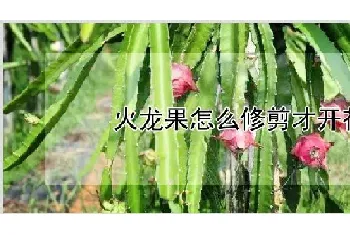 火龙果怎么修剪才开花