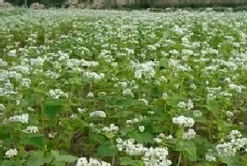 荞麦什么时候开花,开花时间是几月份?