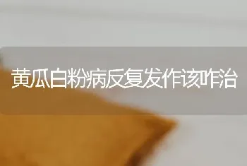 黄瓜白粉病反复发作该咋治