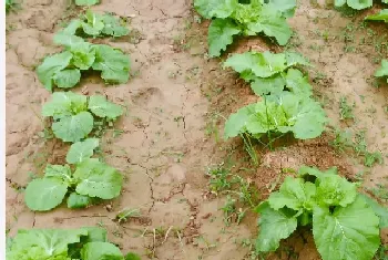 大白菜常见的虫害有哪些,小白菜虫害最佳防治方法?