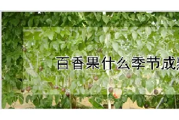 百香果什么季节成熟