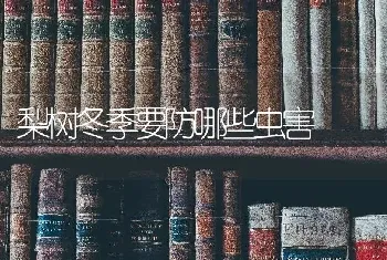 梨树冬季要防哪些虫害