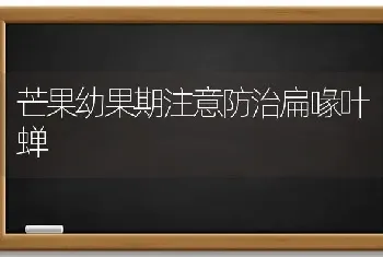 芒果幼果期注意防治扁喙叶蝉