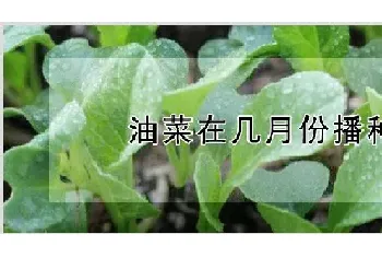 油菜在几月份播种