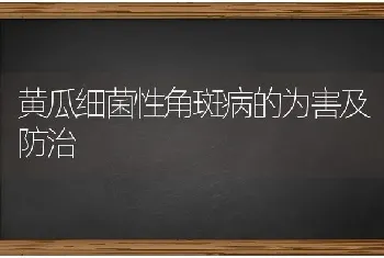 黄瓜细菌性角斑病的为害及防治