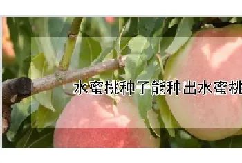 水蜜桃种子能种出水蜜桃吗